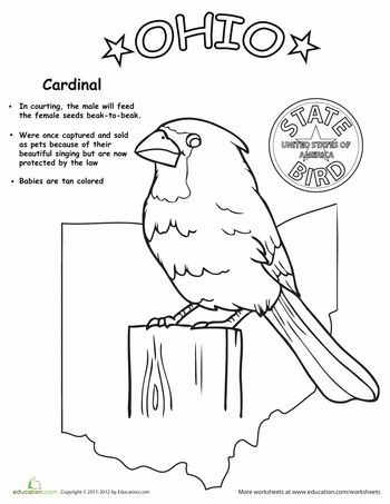 Worksheets: Ohio State Bird Bird Worksheet, State Project, First Grade Science, Animal Worksheets, Ohio History, Bird Coloring Pages, State Capitals, State Birds, Indiana State