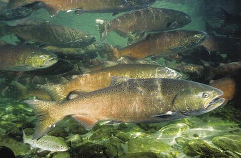 Last-Ditch Plan Aims to Prevent First Drought Extinction of Native Fish Elkhorn Coral, Chinook Salmon, Fishing Basics, King Salmon, Salmon Fish, Life List, Salmon Fishing, Types Of Fish, Biome