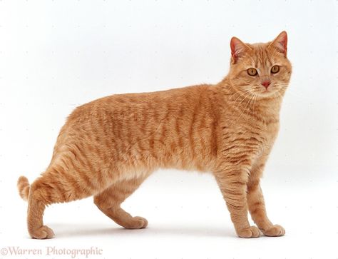 Ginger British shorthair male cat photo - WP15598 Cream British Shorthair, Cat Standing, Cat References, British Shorthair Kittens, Male Cat, Cat Anatomy, Cat Reference, British Shorthair Cats, Cat Stands