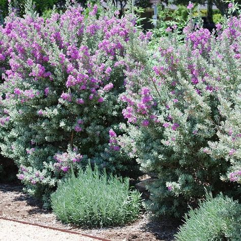 Texas Sage Live Plant 3 Gallon Lavender/Purple Flowers | Etsy Leucophyllum Frutescens, Shrub Garden, Texas Sage, Texas Landscaping, Low Water Plants, Sage Plant, Drought Resistant Plants, Drought Tolerant Garden, Drought Tolerant Plants