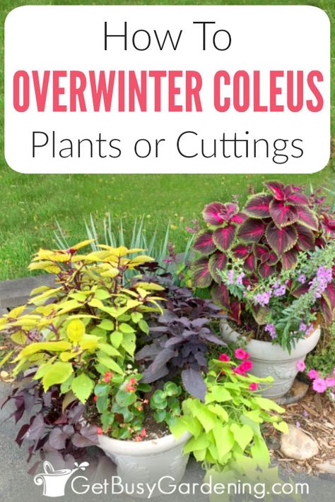 Overwintering Plants, Coleus Plants, Slugs In Garden, Potato Vines, Overwintering, Winter Care, Winter Plants, Garden Pests, Propagating Plants