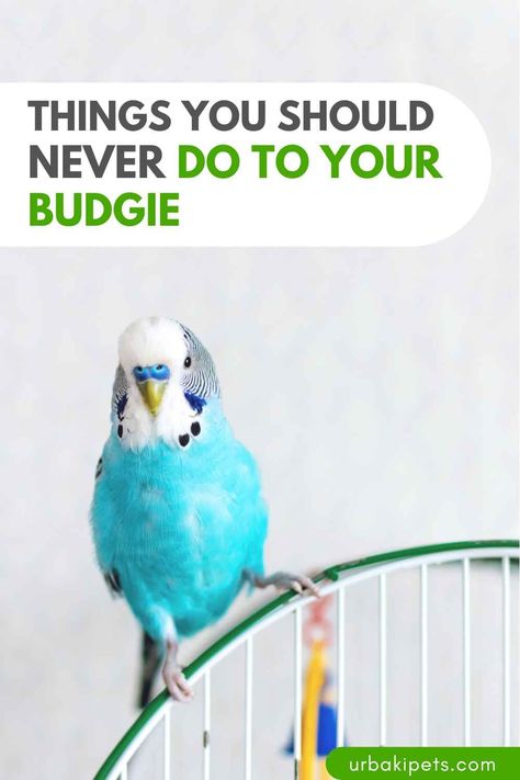 Are you part of the proud budgie owners' club? Then this video is a must-watch for you! We've teamed up with Denny the Budgie to compile a comprehensive list of 12 things you should NEVER do to your feathered friend. Our goal? To ensure that your chirpy companion lives a life full of happiness and health. First off, let's talk food. While it might be tempting to share your snacks with your budgie, avoid harmful foods at all costs. Chocolate, avocado, and caffeine are big no-nos... Budgie Care, Breeding Budgies, Budgie Food, Baby Budgies, Parakeet Care, Budgie Cage, Eclectus Parrot, Blue Budgie, Budgies Bird