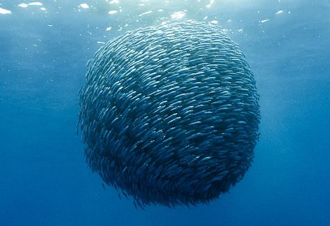 This giant ball of Mackeral was formed by entrepreneurial fishermen who fed ferrous metals to the fish over a period of 30 days. They then let a 20 lb. neodymium magnet into the ocean, aggregating more than 500,000 fish, that were then caught with a massive net. Jacques Perrin, Fauna Marina, Underwater Life, Water Life, Ocean Creatures, In The Ocean, Sea And Ocean, Sea World, Underwater World