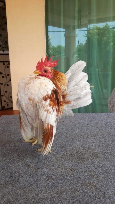 Unlike normal chickens Seramas stand nearly upright. They are also one of the smallest breeds of bantom chicken. Pretty Chickens, Serama Chicken, Jungle Fowl, Live Chicken, Duck Or Rabbit, Bantam Chickens, Fancy Chickens, Silkie Chickens, Beautiful Chickens