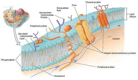 Plasma membranes are composed of many things.  Some of the major parts of the plasma membrane are : phospholipids, glycolipids, cholesterol, integral membrane proteins (including transmembrane proteins), and peripheral membrane proteins. Levels Of Organization Biology, Levels Of Organization, Bio Engineering, Crispr Cas9, Extracellular Fluid, Cellular Biology, Science Room, Plasma Membrane, Membrane Structure