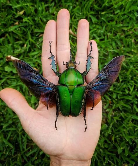 One of the largest flower beetles in the world, Mecynorrhina Torquata (credit: red.scale) - 9GAG Iridescent Wings, Cool Insects, Cool Bugs, Central Africa, Beautiful Bugs, Arthropods, Creepy Crawlies, Insect Art, Arachnids