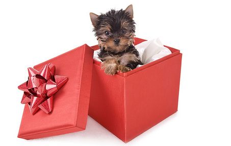 Dog in a gift box #happyholidays Puppy In A Box Gift, Yorkshire Terrier Teacup, Vet Life, Yorkie Moms, Yorkie Lovers, Pet Corner, My Christmas List, Yorkie Poo, Port Elizabeth