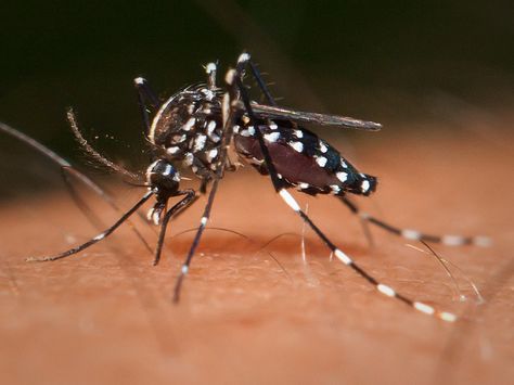 Zika Virus in Texas Lafayette Colorado, Zika Virus, Mosquito Control, Bali Island, Bali