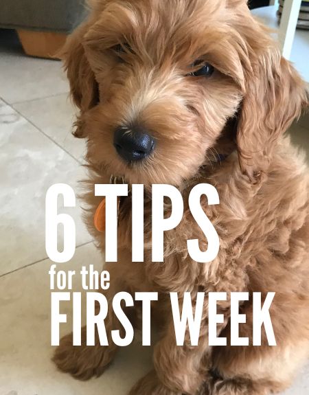 New Goldendoodle Puppy Tips: 6 Lessons From Our First Week Micro Goldendoodle Haircuts, Mini Goldendoodle Grooming Styles, Brown Doodle Dog, Goldendoodle Puppy Training, Petite Mini Goldendoodle, Golden Doodles Puppies, Golden Doodle Puppy Aesthetic, F1bb Goldendoodle Mini, Golden Aussiedoodle