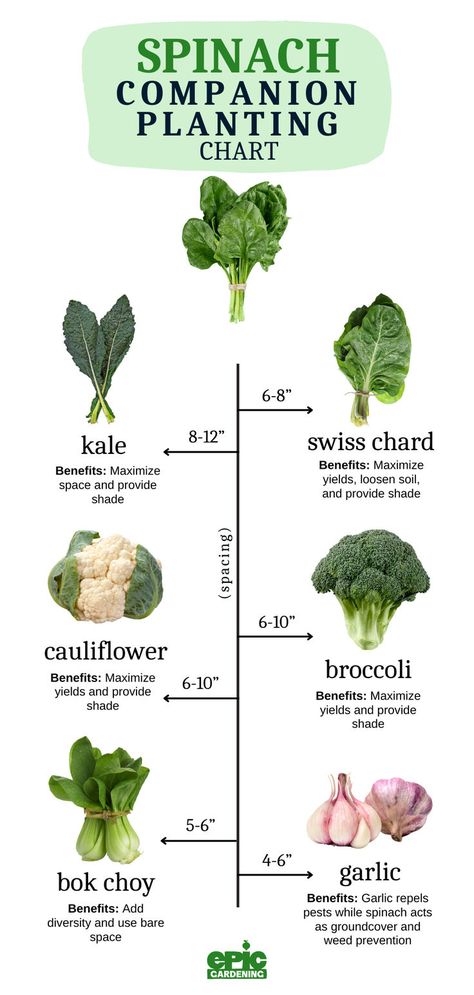 Chart with different vegetables to plant with spinach, like kale, swiss chard, cauliflower, broccoli, bok choy and garlic Raised Bed Gardening Layout, Raised Bed Gardening Ideas, Raised Bed Garden Layout, Cold Weather Plants, Grow Spinach, Fall Garden Ideas, Vegetable Garden Plans, Fall Vegetable Garden, Growing Vegetables At Home