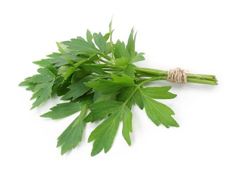 Lovage Herb, Types Of Herbs, Holistic Health Remedies, Perennial Vegetables, Vertical Herb Garden, Indoor Vegetable Gardening, Culinary Herbs, Gardening Advice, Growing Herbs