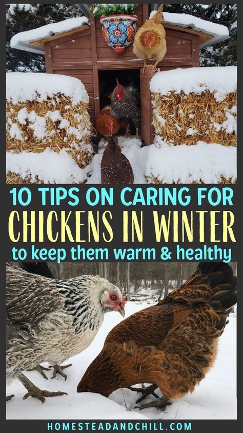 Chickens In Winter, Caring For Chickens, Chicken Coop Winter, Cute Chicken Coops, Chickens In The Winter, Chicken Coop Garden, Raising Farm Animals, Backyard Chicken Coop Plans, Chicken Coop Run