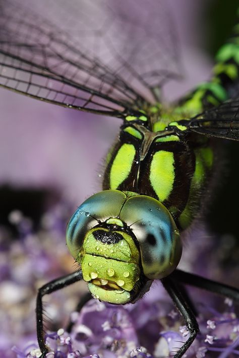 Hawker Dragonfly - ©Brian Valentine (Lord V) www.flickr.com/photos/lordv/2731370749/ Macro Photography Insects, Dragonfly Photography, Dragonfly Photos, Foto Macro, Dragon Flys, Damselflies, Insect Photography, Dragon Flies, Dragonfly Dreams