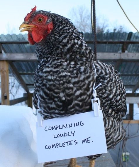 The official BYC “Poultry SHAMING” Thread! w/ Hosts, Mike & Sally Animal Shaming, Chicken Owner, Dog Shaming, Chickens And Roosters, Chicken Humor, Pet Chickens, Raising Chickens, A Chicken, Chickens Backyard