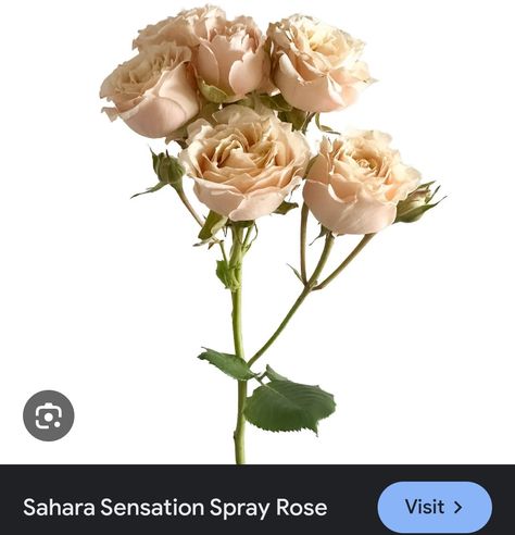 Peach Spray Rose, Sahara Spray Rose, Terracotta Flowers, Sahara Rose, Rose Gold Flowers, Rose Petals Wedding, Flower Board, Flower Types, Rose Gold Flower