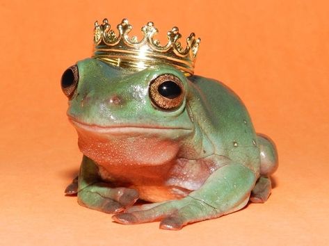 Green Frog, A Frog, Orange, Green, Gold