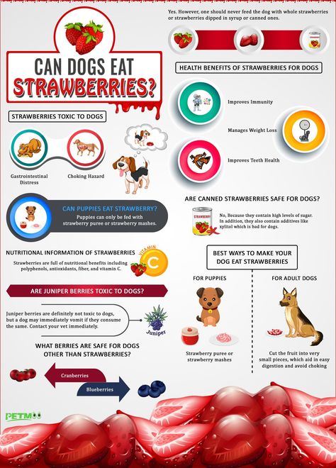 Can Dogs Eat Strawberries Infographic 
#petmoo #pets #dogs #dogbreeds #doginfographics #candogseatstrawberries #candogseatstrawberriesinfographic Can Dogs Eat Strawberries, Strawberry Health Benefits, Canned Strawberries, Strawberry Leaves, Teeth Health, Strawberry Yogurt, Strawberry Puree, Human Food, Dried Strawberries