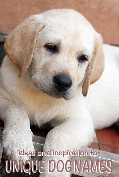 unique dog names - original ideas and inspiration for naming your puppy Puppies Names Female, Unique Dog Names, Top Dog Names, Popular Dog Names, Cute Puppy Names, Dog Names Unique, Girl Dog Names, Female Dog Names, Cute Names For Dogs