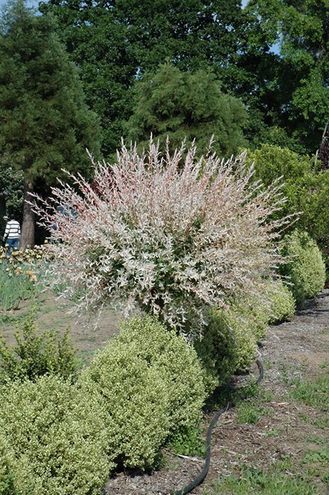 Hakura Nishiki Dappled Willow (tree form) (Salix integra 'Hakuro Nishiki (tree form)') at Gertens Tricolor Dappled Willow, Salix Willow Tree, Hybrid Willow Trees Privacy Hedge, Dappled Willow Hakuro Nishiki, Willow Hybrid Tree Privacy Hedge, Dappled Willow Tree, Hakuro Nishiki, Salix Integra, Dappled Willow