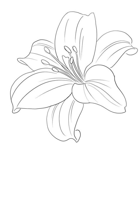 Lilly Line Drawing, Drawing Lily Flower, Lilly Outline, Lily Tattoo Stencil, Lily Outline, Lilly Drawing, Lilly Flower Drawing, Lily Flower Drawing, Tiger Lily Tattoo