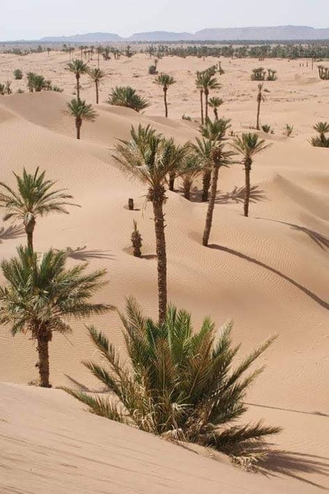 Morocco Tourism, تاج محل, Deserts Of The World, Desert Photography, Desert Colors, Desert Life, Desert Oasis, Desert Plants, Stardew Valley