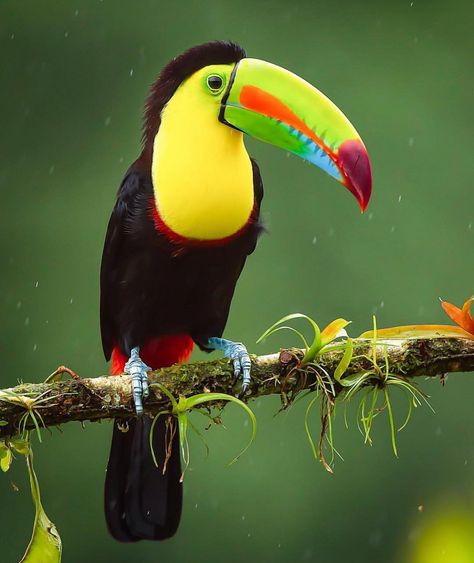 Toucan Photography, Toucan Art, Wild Animals Photography, Wild Animals Pictures, Nature Color Palette, Wildlife Paintings, Wildlife Conservation, Tropical Birds, African Animals