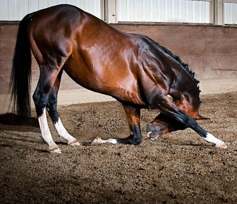 KWPN Dutch sport horse stallion, Versache, performing a bow. photo: Gary Babcock. Warmblood Stallion, Dutch Shepherd Dog, Horse Bow, Dutch Warmblood, Warmblood Horses, Gorgeous Horses, Pony Breeds, Horse Anatomy, Draw Animals