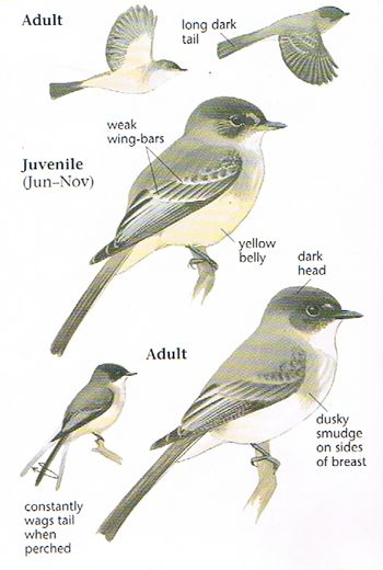 Eastern Phoebe Eastern Phoebe Tattoo, Eastern Phoebe Bird, Eastern Phoebe, Phoebe Bird, Bird Ideas, Bird Reference, Homeschool Nature Study, Nature Studies, Drawing Bases