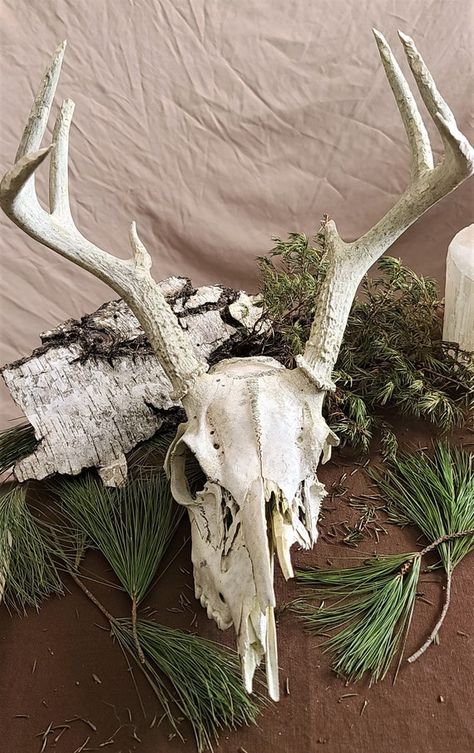 Hey, I found this really awesome Etsy listing at https://www.etsy.com/listing/1149221499/real-whitetail-deer-skull-with-antlers Bones Collection, Deer Skull With Antlers, Skull With Antlers, Real Skull, Aster Flower, Vulture Culture, Chest Piece Tattoos, Deer Skull, Deer Skulls