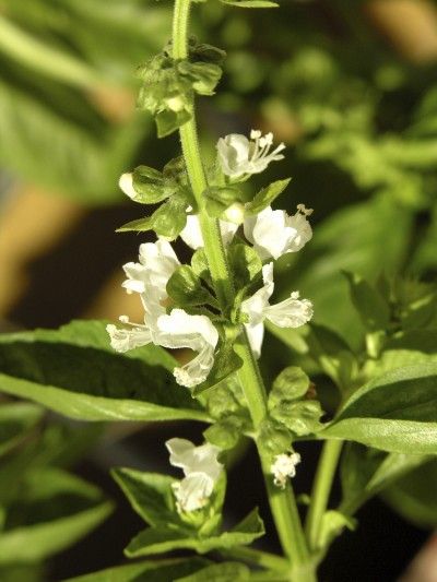 Pinching Basil Blooms: Should Basil Be Allowed To Flower Basil Flowers What To Do With, Basil Flower, Basil Flowers, Ocimum Basilicum, Flower Reference, Hummingbird Plants, Growing Basil, Plate Designs, Basil Plant