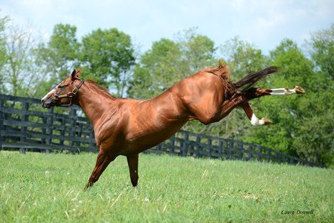 California Chrome California Chrome, Western Pleasure Horses, Barrel Racing Saddles, Akhal Teke Horses, Thoroughbred Racehorse, Horse Show Clothes, Clydesdale Horses, Barrel Racing Horses, Horse Anatomy