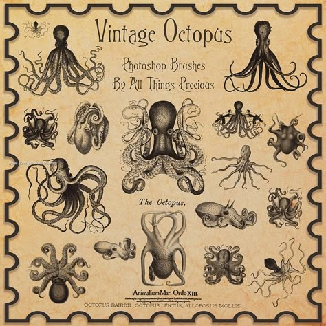 Vintage Octopus Octopus Pictures, Tatoo 3d, Vintage Octopus, Octopus Tattoos, Illustration Tattoo, Octopus Tattoo, Octopus Art, Desenho Tattoo, Sea Monsters