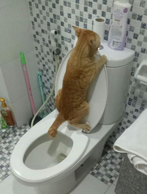 Cats Are Better Than Dogs, Cat Toilet Training, Deep Carpet Cleaning, Carpet Cleaning Hacks, Cat Toilet, Pet Stains, Cat Drinking, Cat Training, Funny Cute Cats