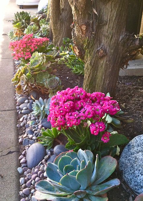 Desert Plants Landscaping, Flaming Katy, Dessert Landscaping, Kalanchoe Blossfeldiana, Succulent Landscape Design, Shade Loving Perennials, Privacy Landscaping, Succulent Landscaping, Desert Garden