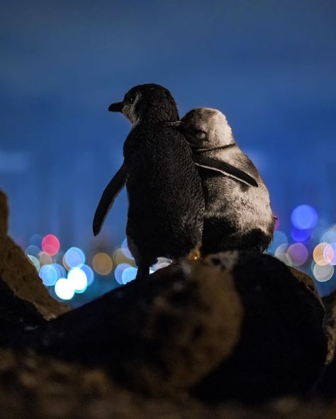 These cute fairy penguins were snapped hugging in St Kilda Penguin Hug, Melbourne Skyline, Heartwarming Photos, Penguin Love, The Dark One, St Kilda, Aerial Photo, Photography Awards, Ocean Photography