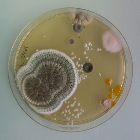 magical contamination: mould as art by antoine bridier-nahmias - designboom | architecture & design magazine Growth And Decay, Petri Dishes, Matka Natura, Bio Art, Petri Dish, Science Art, Natural Forms, An Animal, No. 2