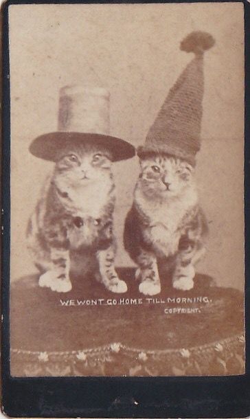 Cats In Hats, Silly Hats, How To Photograph, Two Cats, Funny Cat Memes, Vintage Cat, Hats, Memes