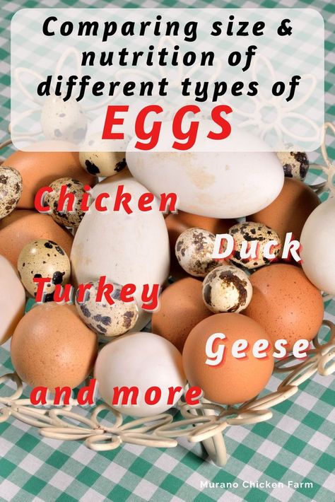 different colors and types of farm eggs in basket: comparison Different Types Of Eggs, Turkey Eggs, Egg Nutrition Facts, Turkey Egg, Storing Eggs, Egg Nutrition, Types Of Eggs, Chicken Pictures, Chicken Keeping