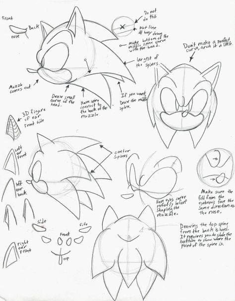 how to draw sonic part 1 Sonic Anatomy, Drawing Sonic, Sonic Reference, Draw Sonic, Sonic Drawing, How To Draw Sonic, Hedgehog Drawing, Sonic Oc, Drawing Heads