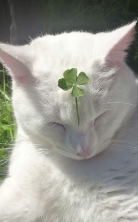 Green Cottagecore Aesthetic, Green Cottagecore, Cottagecore Aesthetic, Lucky Clover, Four Leaf, Leaf Clover, Four Leaf Clover, White Cat, It Works