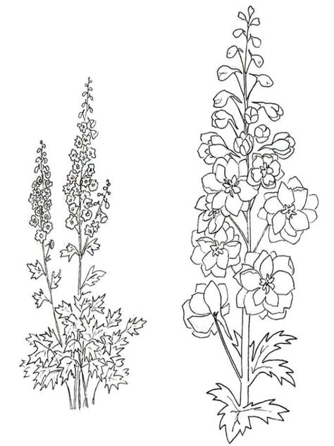 Larkspur Tattoo #tattooideas #tattoosforwomen Larkspur Flower Drawing Tattoo Ideas, Larkspur Flower Drawing, Larkspur Drawing, Flower Drawing Tattoo, Delphinium Tattoo, Larkspur Flower Tattoos, Gladiolus Flower Tattoos, Drawing Tattoo Ideas, Larkspur Tattoo