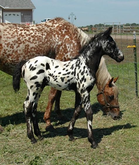 Decadent Colored Sport Horses - Legendary Design White Stallion, Leopard Appaloosa, Horse Breeding, Appaloosa Horse, Peppermint Patty, Baby Animal Drawings, Dutch Warmblood, Half Brother, Beautiful Horse Pictures