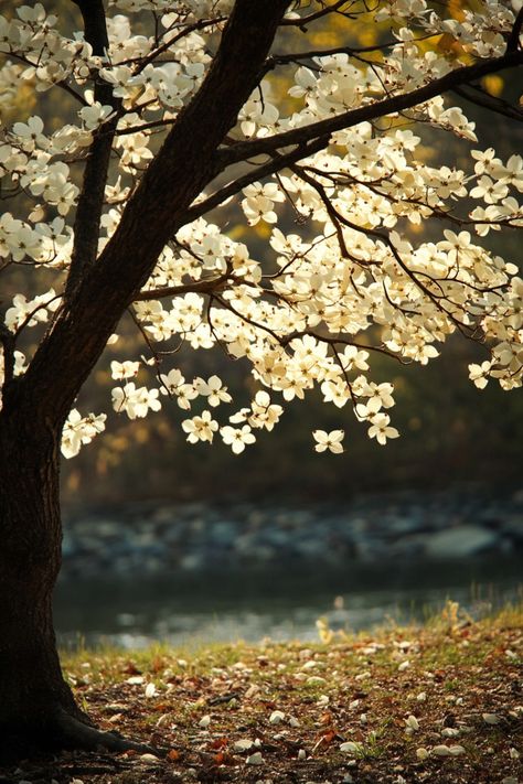 Dogwood Tree Meaning & Spiritual Symbolism (Youth & Peace) Dogwood Tree Aesthetic, White Dogwood Tree, Town Mural, Flowering Dogwood Tree, Tree Meanings, Dogwood Tree, Flower Magic, Dogwood Trees, Dogwood Flowers