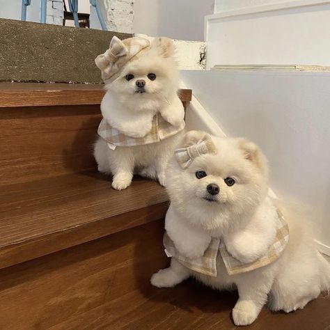 Pomeranian Outfits, Pomeranian Clothes, Dog Goals, Purse Dog, Spoiled Dog, Yorkshire Dog, Dream Pet, Spoiled Dogs, Designer Dog Clothes