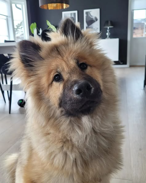 Eurasier Puppy, Eurasier Dog, Scruffy Dogs, Different Types Of Dogs, Spitz Dogs, Dog Breeds Medium, Fluffy Dog, Real Dog, Doberman Dogs