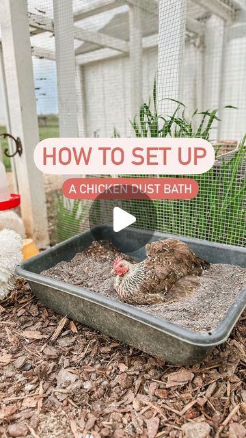 Chicken Dirt Bath Ideas, Chicken Bath Ideas, Dirt Bath Chickens, Diy Chicken Dirt Bath, Dirt Bath For Chickens, Chicken Dust Bath Recipe, Chicken Pool Ideas, Chicken Dirt Bath, Diy Chicken Dust Bath