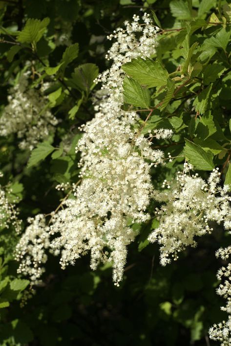 Oregon native plants are the 'new aesthetic,' but choose the right plant for the right spot | OregonLive.com Plants That Like Sun, Oregon Native Plants, Native Plant Landscape, Small Trees For Garden, Plants That Attract Butterflies, Oregon Garden, Oregon Grape, Plant Party, Sun Loving Plants