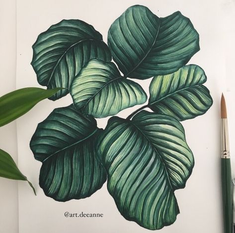 Calathea Plant Watercolor Calathea Drawing, Calathea Tattoo, Plants Watercolor, Plant Watercolor, Calathea Orbifolia, Drawing Black And White, Calathea Plant, Drawing Black, Watercolor Plants