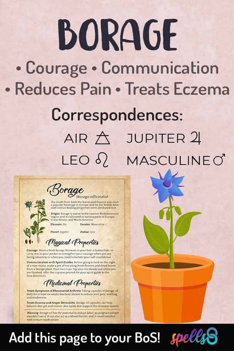 Borage brings courage and joy. With its beautiful bluish star-shaped flowers, borage has been used to provide courage, dispel melancholy and eradicate bad moods since ancient Greece. These flowers were associated with valor, bravery, courage, strength, and protection. The infusion of borage (both flowers and leaves) was traditionally drunk during an initiation or before battle. It was also widely used as a condiment in salads. Borage Uses, Borage Oil Benefits, Herb Correspondences, Pagan Prayers, Elemental Correspondences, Herb Magick, Star Plant, Magical Food, Herb Candles