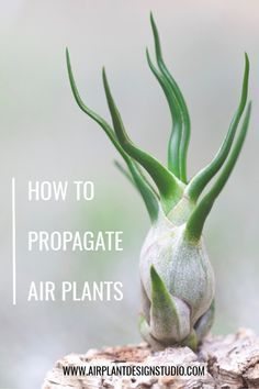 How To Grow Air Plants, Propagating Air Plants, Air Plant Propagation, Air Plant Art, Air Plants Diy, Air Plant Garden, Plant Display Ideas, Air Plants Decor, Plant Care Instructions